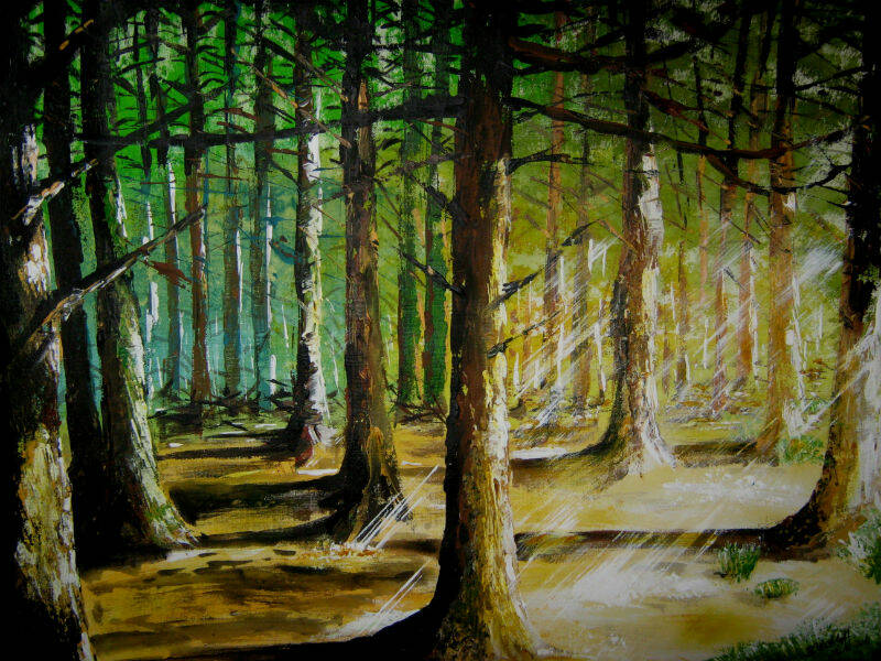 Ein dichter Wald von der Sonne gestreift.